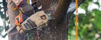 Best Tree Mulching  in Norman, OK