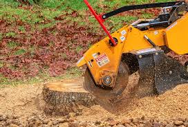 Best Tree Disease Treatment  in Norman, OK