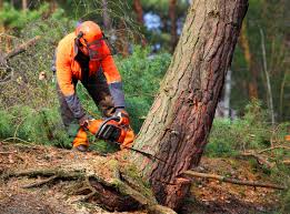 Best Leaf Removal  in Norman, OK