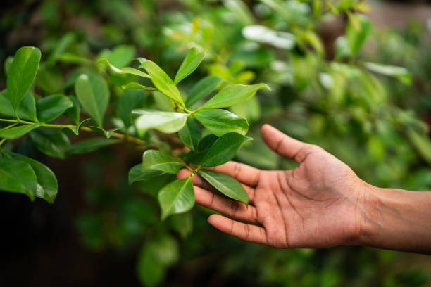 Best Commercial Tree Services  in Norman, OK