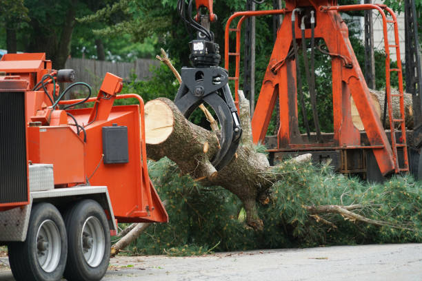 How Our Tree Care Process Works  in  Norman, OK