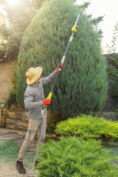 Best Storm Damage Tree Cleanup  in Norman, OK