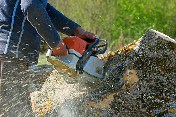 Professional Tree Services in Norman, OK